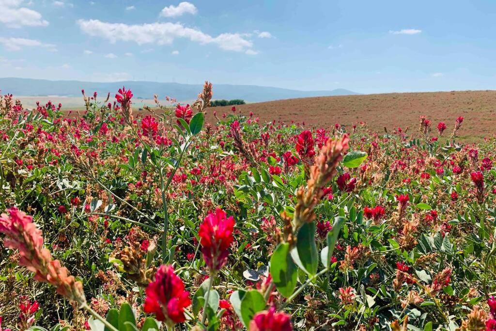 Vacanze Sulle Colline Toscane Ad Un Passo Dal Mare Orciano Pisano Exterior foto